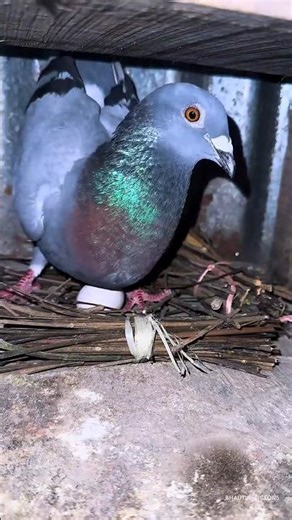 Bird's nest making 🪺 #pigeon #nest #loft