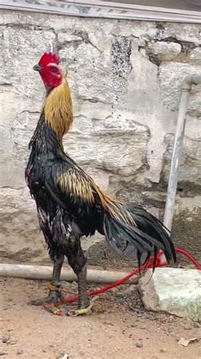 Advance Flyerzz 🚀