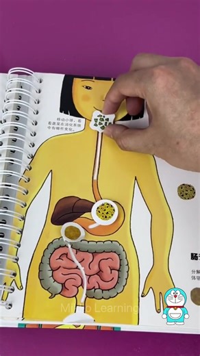 Fun Learning Digestive System for Kids
