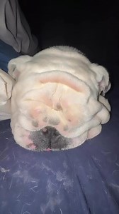 Mutant tongue issues. Oh Augie & Gigi… | Augie Doggy’s Place