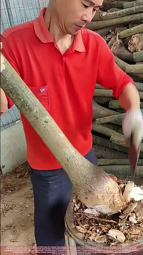 Trimming Money Tree Roots into a Cone Shape