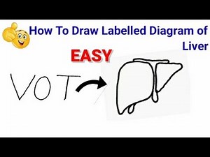 how to draw diagram of liver | easy way to draw liver | how to draw liver easily