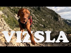 VIZSLA: The Ultimate Ultramarathon Training Partner
