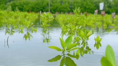 clip-4009144263-young-green-mangrove-sapling-wetland-environment-seedling