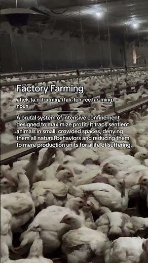 Factory farming is a brutal system of intensive confinement designed to maximize profit.