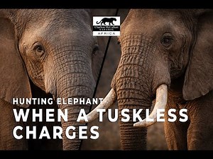 HUNTING ELEPHANT - When a tuskless charges.