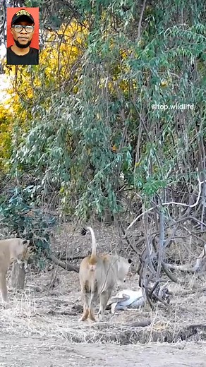 11K views · 48 reactions | Lions And Python Vs Antelope Huñt #fblifestyle | Global Prime | Facebook