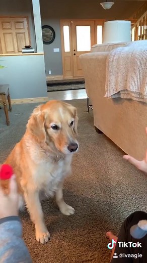 Magical Dog Tricks: Engaging Golden Retrievers with Fun