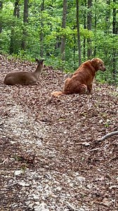 5.4M views · 16K reactions | I’m out of town so I thought I would share on of my favorite memories from this last year梁 Every time he saw her he would roll around like this殺 G-bro and Buttons forever瑩歷 My husband and son take care of all the animals while I am away and yes Buttons still gets her food bowl even when I am gone #trails #hiking #Cats #Dogs #HikingWithCats #ASMR #Animals #GoldenRetrievers #HikingWithDogs #deer #Nature #thedodo #funny | Brown Hiking Trails | Facebook