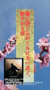 【豊かな余白】春の予感と、自由のつばさー真夕のシネマ日和｜映画と、私を彩る美しいものたち