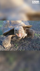 A Day in the Life of a Sulcata Tortoise GoPro Experiment Reveals Surprising Perspectives | Kamp Kenan