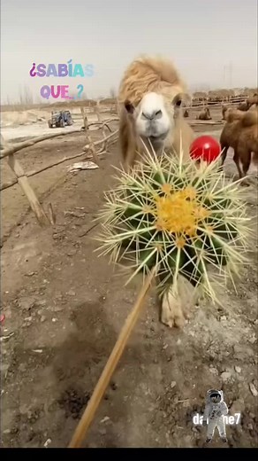 SABIAS QUE? Por qué los camellos comen espinas? #mundosalvaje #worldwild