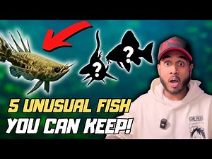 5 Unusual Fish You Can Actually Keep in Your Aquarium!