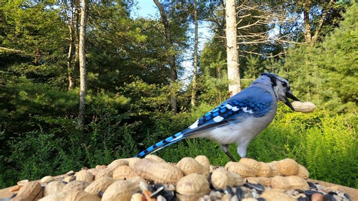 16K views · 940 reactions | Blue Jays and Red-bellied Woodpeckers | Critter Cam | Facebook