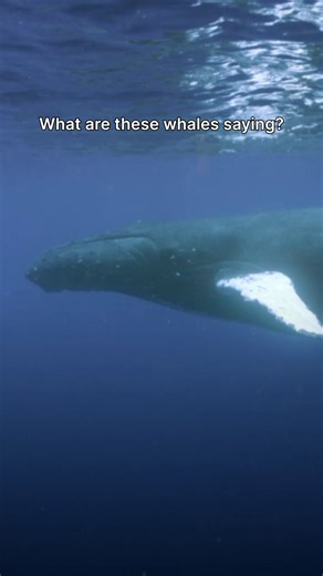 455K views · 16K reactions | There's something captivating about whale song—both for these cetaceans, and for us!  | National Geographic Animals | Facebook