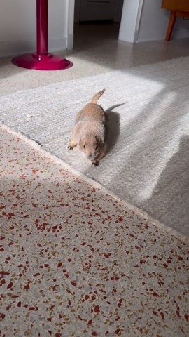 I Scared Poppy the Prairie Dog: Watch Her Reaction