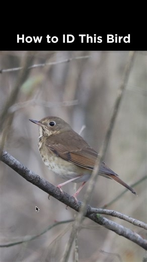 Hermit Thrush identification example | LycoBirds