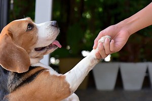 Why Positive Reinforcement Dog Training Works