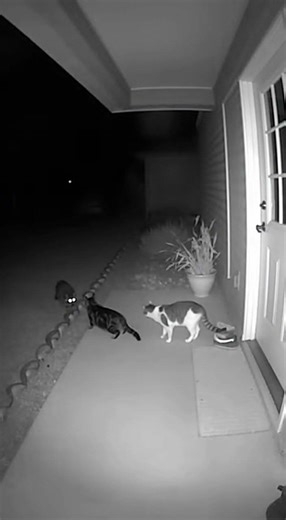 Cats vs Raccoon — “It Didn’t Back Down”