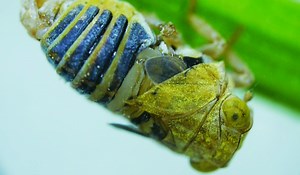 Courting bugs attract mates using an elastic 'snapping organ' for