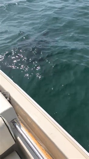 498K views · 3.9K reactions | Shark off of Nauset - Cape Cod, Massachusetts Cape Cod, Massachusetts | Cape Cod, Massachusetts | Facebook