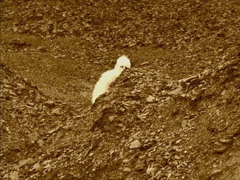 NASA CONSPIRACY - MARS ROVER CURIOSITY DESTROYED - LEAKED VIDEO EVIDENCE