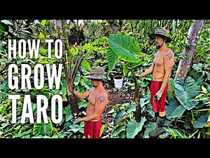 How To Grow Taro (Kalo)
