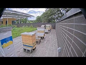 Georgia Tech Urban Honey Bee Project