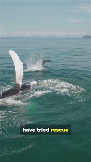 The Rarest Mammal on Earth