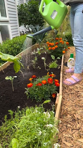 Tui Garden & Home on Instagram: "Show some love for seaweed in your garden! 🌱👏 Heather @microandmightynz reveals her method for nurturing her young seedlings using Tui Organic Seaweed Plant Tonic.⁠ ⁠ Kickstart the growth of your plants and boost established ones during the hot summer months by applying this tonic regularly, alongside your usual fertilising routine. ⁠ .⁠ .⁠ #summergarden #gardentips #seaweed #gardeningnz #nzgarden #growyourownfood #kiwisummer #gardenguide #organicgarden #growyo