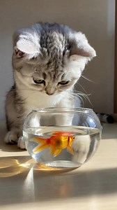 Cat curiosity! What's in this bowl? 😻 | Tails Of Triumph Cat Facts