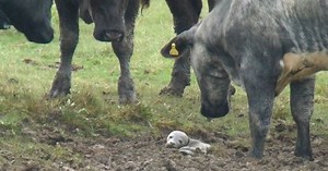 Herd Of Cows Saves Stranded Baby Seal