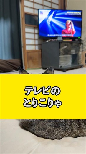 世の中の不思議なことを考える猫#shorts#猫 #猫のいる暮らし #保護猫 #cat #古民家