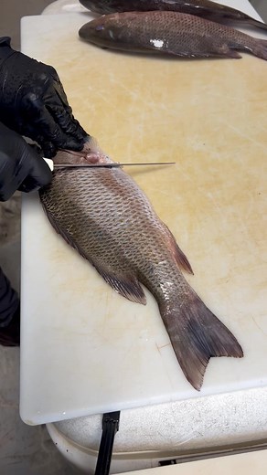 25K views · 521 reactions | It’s almost Summer so you know what that means.. MANGO SEASON!! Mangrove Snapper will be in abundance when their summer spawn takes place! #mangrovesnapper #keysfishing #bottomfishing | Reed_thefishmonger | Facebook