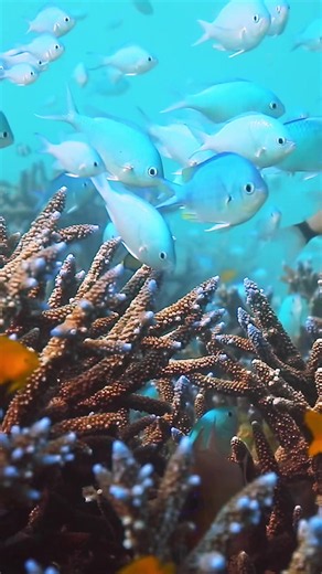 💛🪸 Protecting ocean habitats by eating sustainable seafood can help coral reefs—and all the life that depends on them! 🌊 Our warming ocean and human impact are putting entire reefs at risk. When corals disappear, countless ocean animals lose the homes they depend on to survive. These animals range from clownfish to sea turtles to sharks. Take the Great Barrier Reef for example: it’s home to over 9,000 animal species, according to National Geographic–including animal species that millions of p