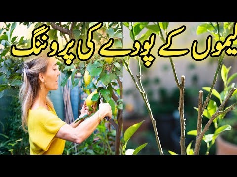 Lemon Plant Pruning Complete Guide | How & When to Prune Lemon Tree for More Fruits
