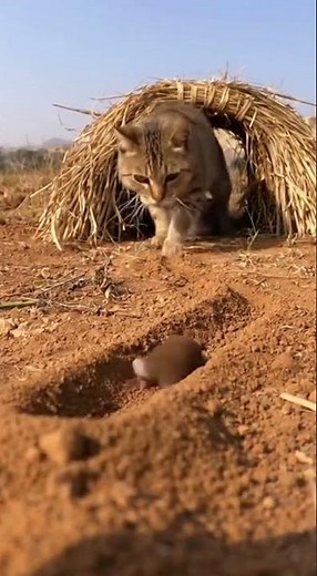 A Cat Ends a Mole's Journey in Seconds