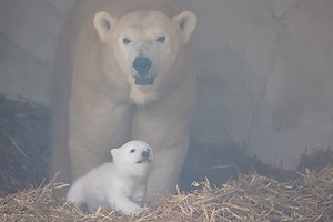 In der Serie "Zoo-Einblick" mit Zoodirektor Dr. Matthias Reinschmidt und Hyazinth-Ara Henry zeigen wir heute die ersten Bilder unseres kleinen Eisbären, der am 2. November geboren wurde und jetzt zu krabbeln anfängt. Hier geht's zur gesamten Meldung: https://www.karlsruhe.de/stadt-rathaus/aktuelles/meldungen/kleiner-eisbaer-im-zoo-karlsruhe-ist-wohlauf | Zoologischer Stadtgarten Karlsruhe