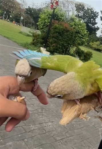 Understanding the Unique Traits of Sun Conures