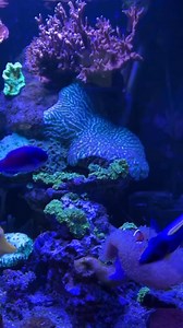 3K views · 90 reactions | Did you know our Powder Blue Tang and Yellow Tang are 18 years old? Most live 5–10 years in the wild - and even fewer reach this age in captivity. We’re proud of the care we put into their environment here at Jonesy’s. From water quality to tank maintenance, everything is designed to keep them healthy, thriving, and stress-free.Do you recognize these fish from our tank?  | Jonesy's Restaurant + Lounge | Facebook
