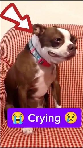 "Dogs Crying in the Funniest Ways! 🐶😂 | Hilarious Dog Reactions You Can't Miss!"