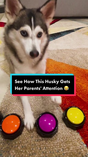 Teaching a Husky to Use Communication Buttons
