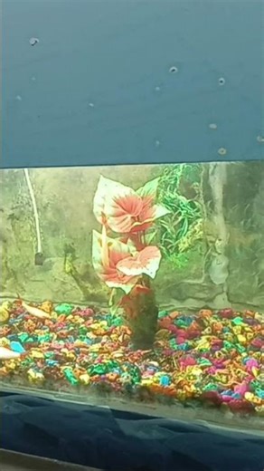 17 December 2025 #song #sab #sad #sadstatus