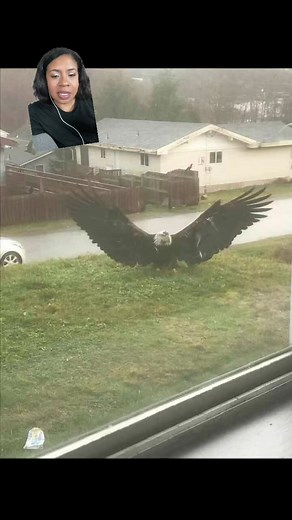 Hey fam! I missed y’all 😩. Saw this picture of this massive eagle and was like 🥴. More random animal facts 🤓. #fyp #eagle #baldeagle #deathspiral #craziness