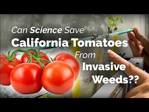 Can Science Save California Tomatoes From Invasive Weeds?