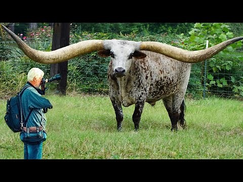 O TOURO COM O MAIOR CHIFRE DO MUNDO - RECORDE MUNDIAL!