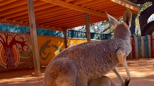 Kangaroo at San Antonio Zoo struggles to get into mother's pouch
