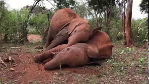 There is nothing like a hug to make you feel loved Elephants are very affectionate and supportive – we often see the orphan herd giving each other gentle trunk touches, trunk touches or snuggling up against one another. Take inspiration from the orphans show of affection and find out how you can show endangered elephants some love by supporting our life-saving conservation projects. From saving orphaned calves and offering them second chances to protecting endangered habitats for the benefit of 