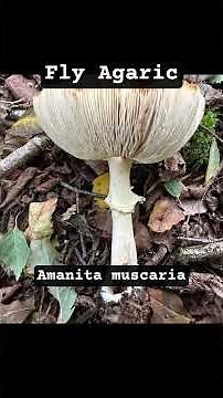 Fly Agaric, the most recognizable mushroom! #funfacts #mushroom #nature #nature