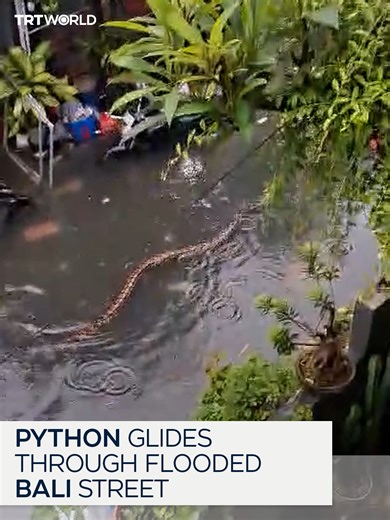 A five-metre long python was seen swimming through a flooded street in Indonesia's Bali. Heavy rains triggered flash floods that turned roads into waterways in parts of the island.